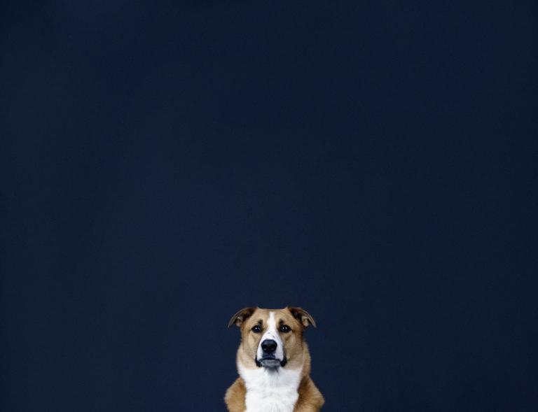 属狗男猪女适合做夫妻吗(星座专家揭秘)