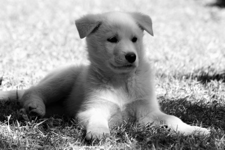 属狗男猪女适合做夫妻吗(星座专家揭秘)