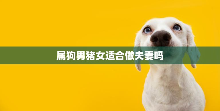 属狗男猪女适合做夫妻吗(星座专家揭秘)