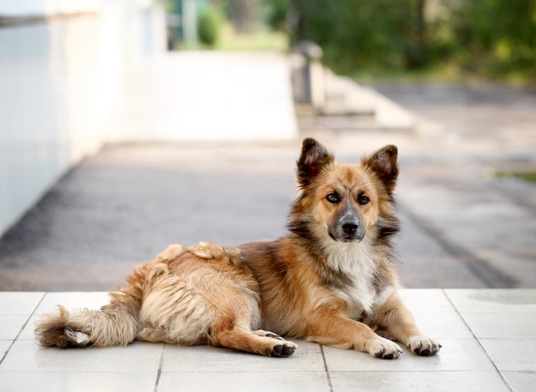 属猪与属狗的关系怎么样(解析猪狗相处之道)