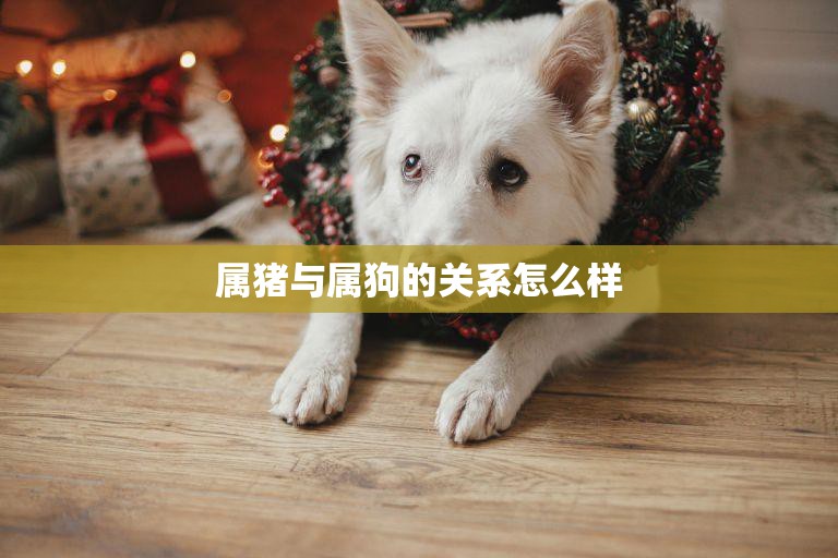 属猪与属狗的关系怎么样(解析猪狗相处之道)