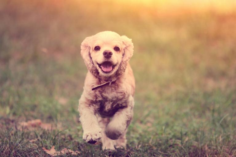 属狗的三合是什么生肖啊(揭秘狗年三合属相你是其中之一吗)