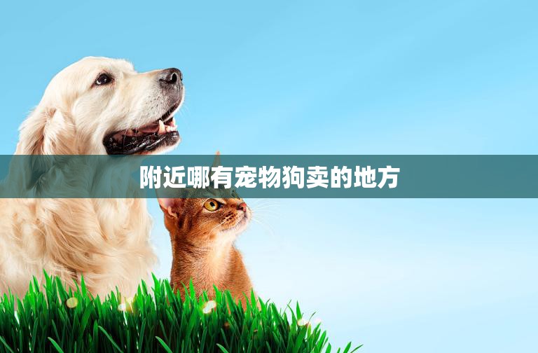 附近哪有宠物狗卖的地方(寻找新家庭的毛茸宝贝)