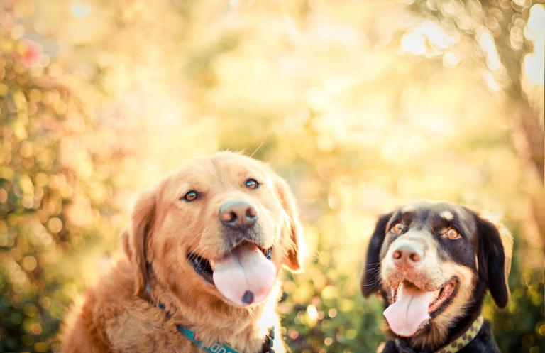属狗70年女的一生命运(如何把握命运转机)