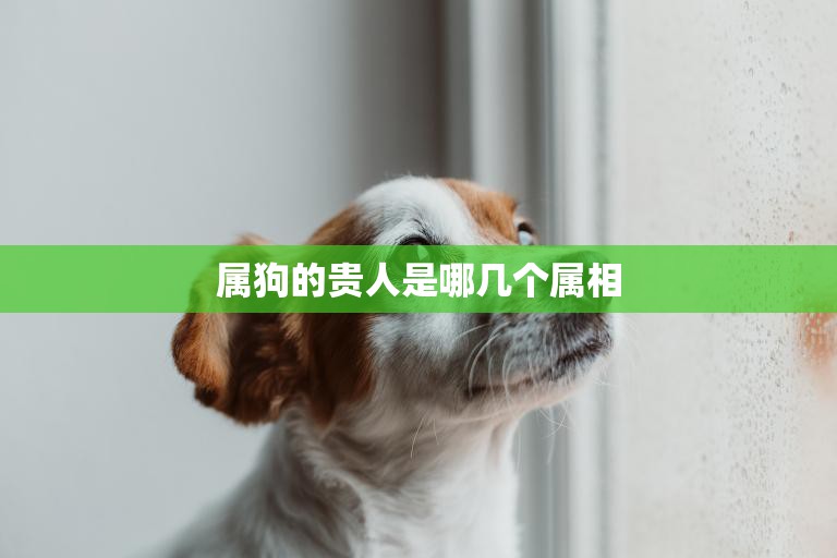 属狗的贵人是哪几个属相(揭秘狗年生肖配对大全)