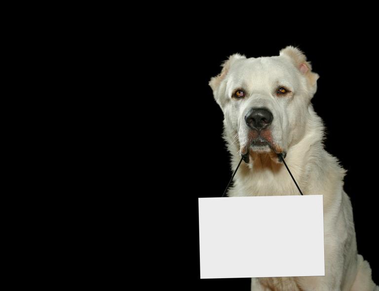 38岁属狗的婚姻怎么样(幸福还是危机)