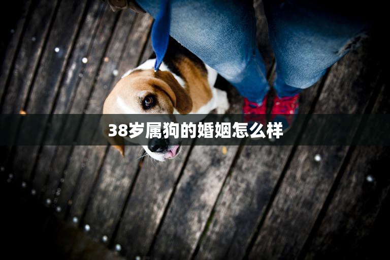 38岁属狗的婚姻怎么样(幸福还是危机)