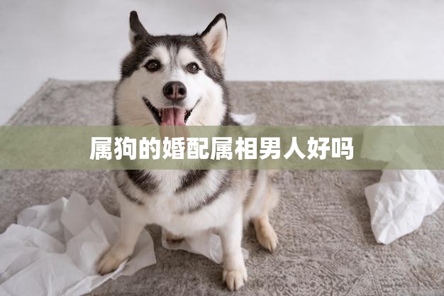 属狗的婚配属相男人好吗(解析属相相合还是相克)