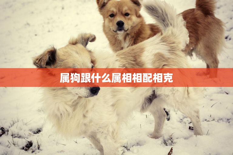 属狗跟什么属相相配相克(完美配对与潜在危机)