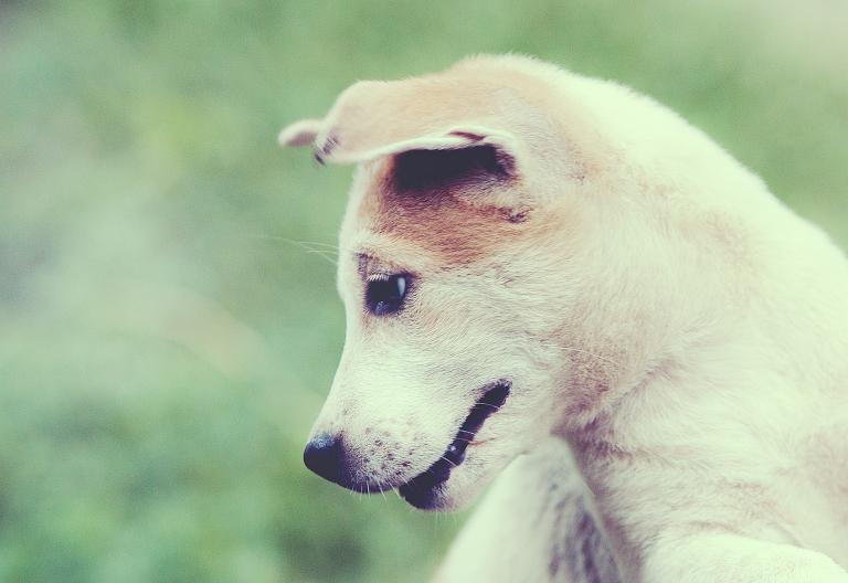 狗的配偶属相是什么意思(解析狗年配偶属相的影响)
