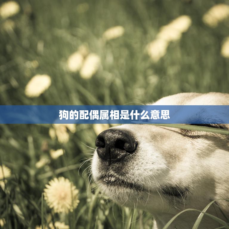 狗的配偶属相是什么意思(解析狗年配偶属相的影响)