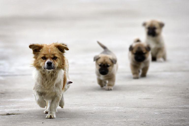 58同城卖狗网怎么卖狗(快速上手卖狗攻略)