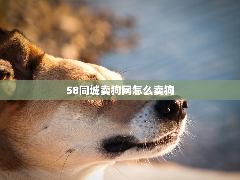 58同城卖狗网怎么卖狗(快速上手卖狗攻略)