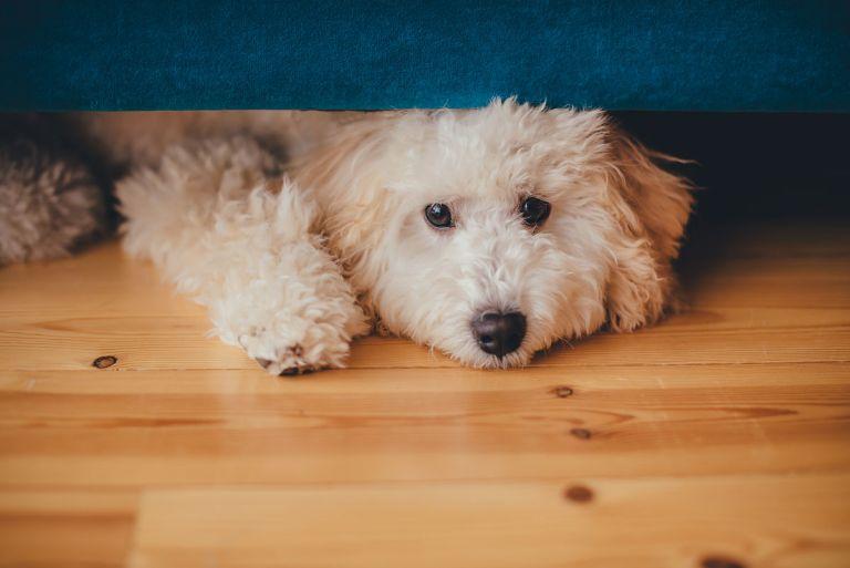 属狗的人和什么生肖相克(十二生肖中哪些与狗相冲)