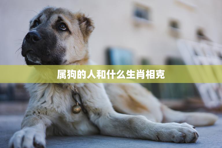 属狗的人和什么生肖相克(十二生肖中哪些与狗相冲)