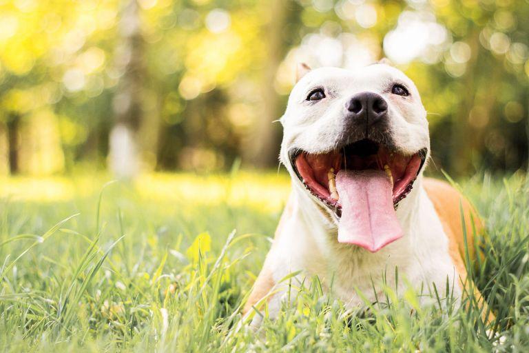 1970年属狗女的婚姻(如何避免婚姻危机)