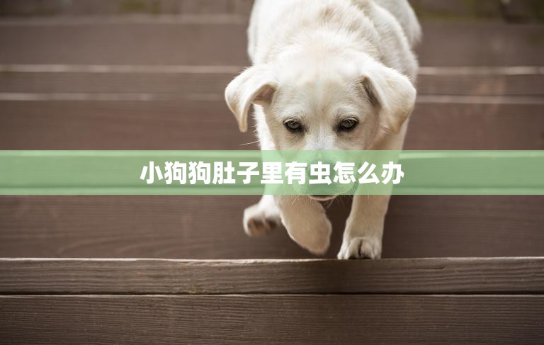 小狗狗肚子里有虫怎么办(快速有效的治疗方法)