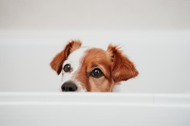 宠物狗快递一般怎么寄送(安全快捷的运输方式)