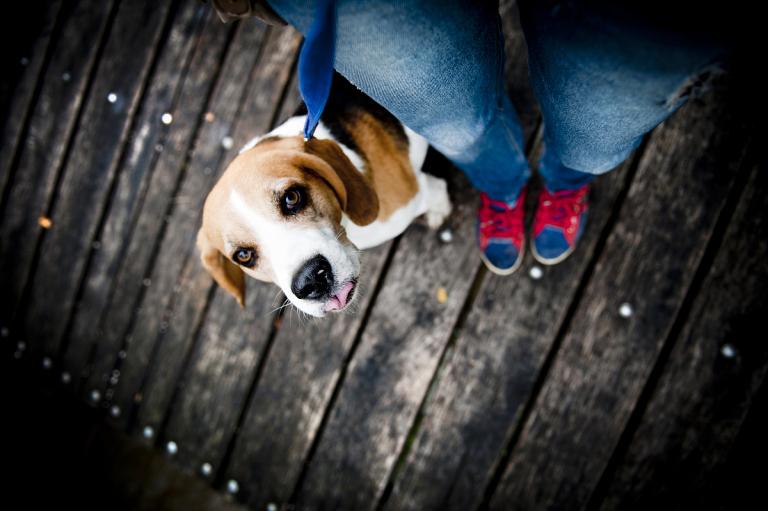 属狗和属狗的婚配好不好(探讨同属狗的恋人是否适合在一起)