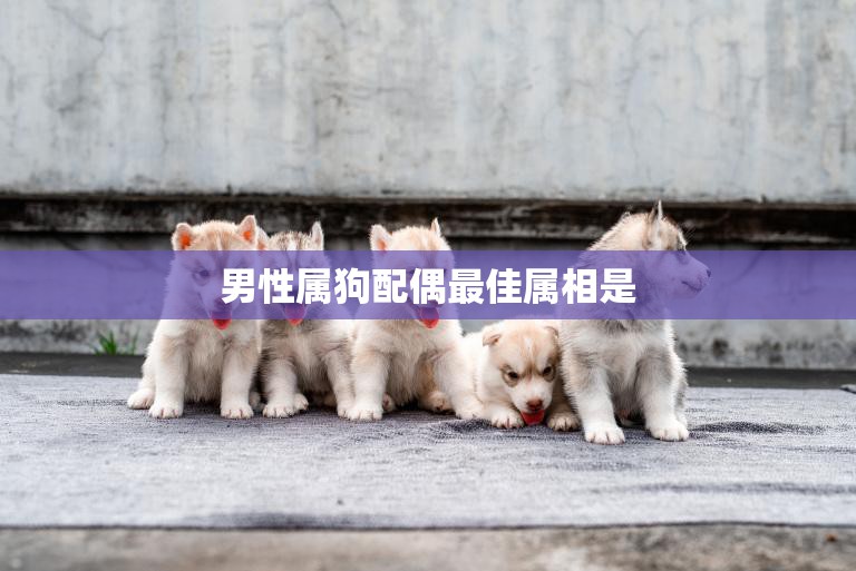男性属狗配偶最佳属相是(哪个)
