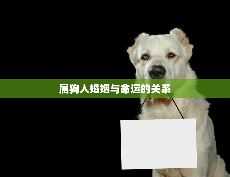 属狗人婚姻与命运的关系(解析婚姻是命运的一部分)