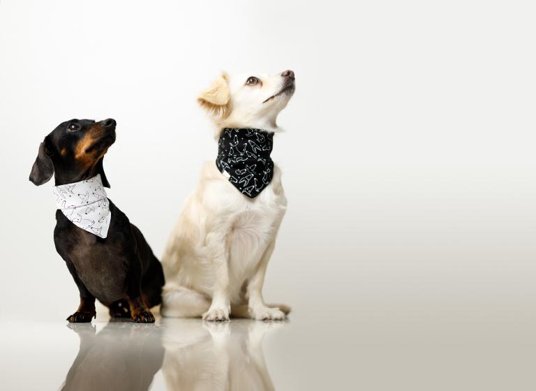 82年属狗女配什么属相(如何选择最佳配偶)