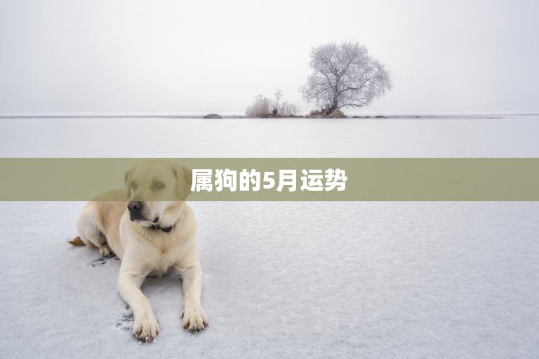 属狗的5月运势(狗年好运连连财运亨通)