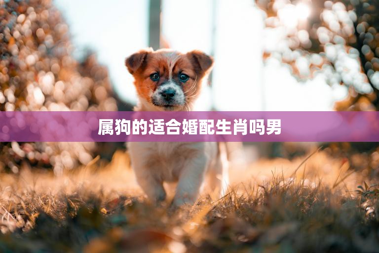 属狗的适合婚配生肖吗男(最佳婚配星座大揭秘)