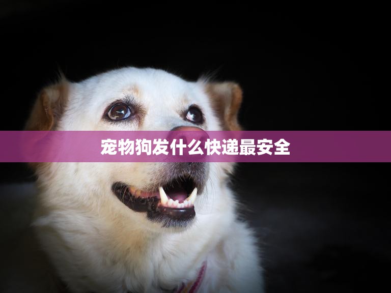 宠物狗发什么快递最安全(选择合适的快递公司是关键)