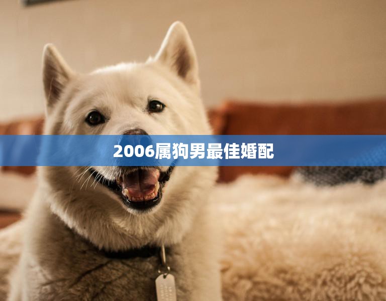 2006属狗男最佳婚配(完美配对与这些属相女性最般配)