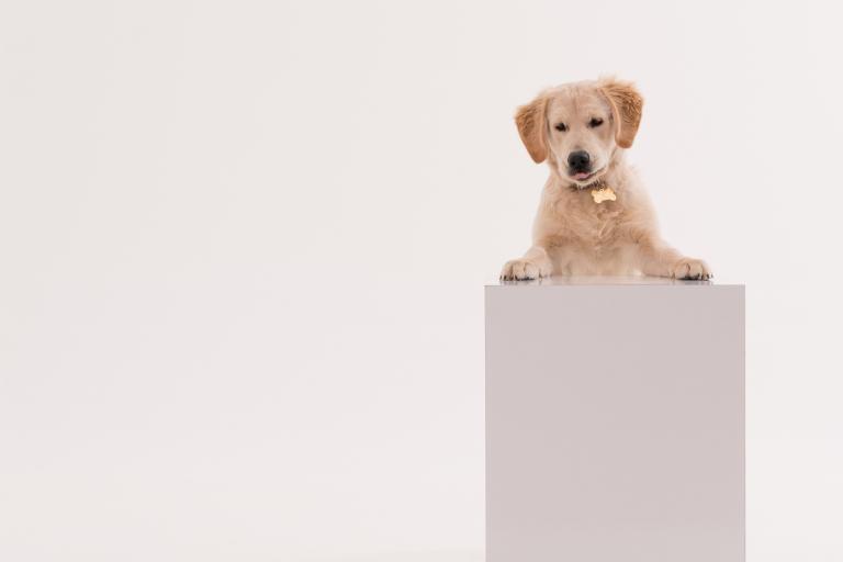 属狗人今年婚姻怎么样女(解析2023年属狗女婚姻运势)