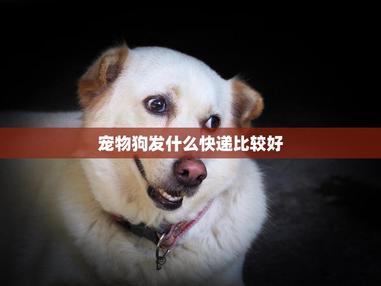 宠物狗发什么快递比较好(如何选择最安全的宠物快递)