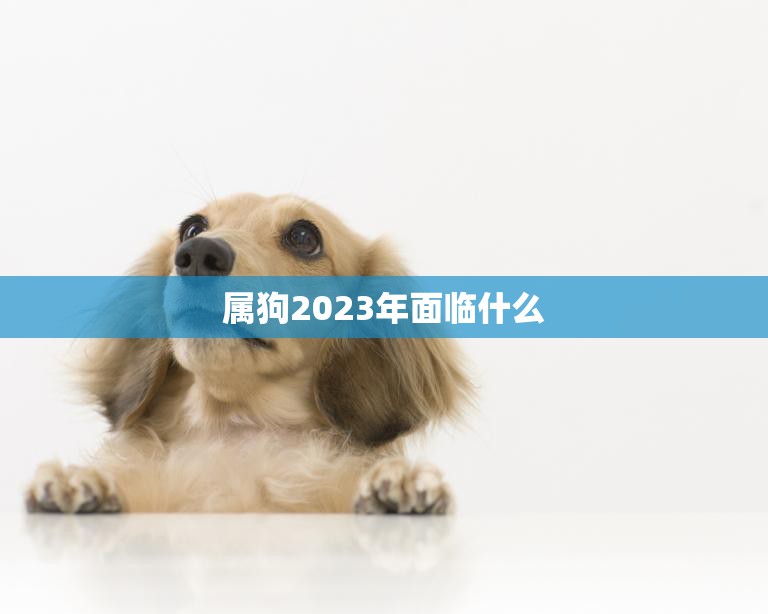 属狗2023年面临什么(未来三年运势大揭秘)