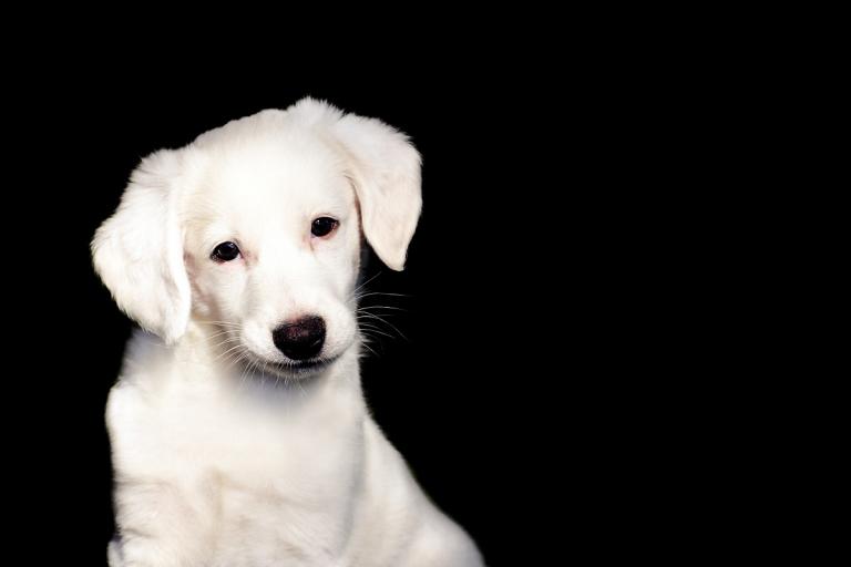 30多岁属狗的是哪年的(狗年出生的人现在多少岁)