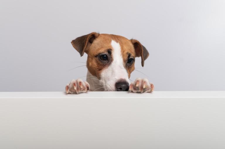 属狗的是哪年出生的狗呢(解密十二生肖中的狗年份)