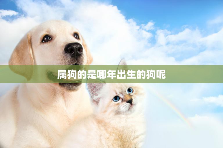 属狗的是哪年出生的狗呢(解密十二生肖中的狗年份)