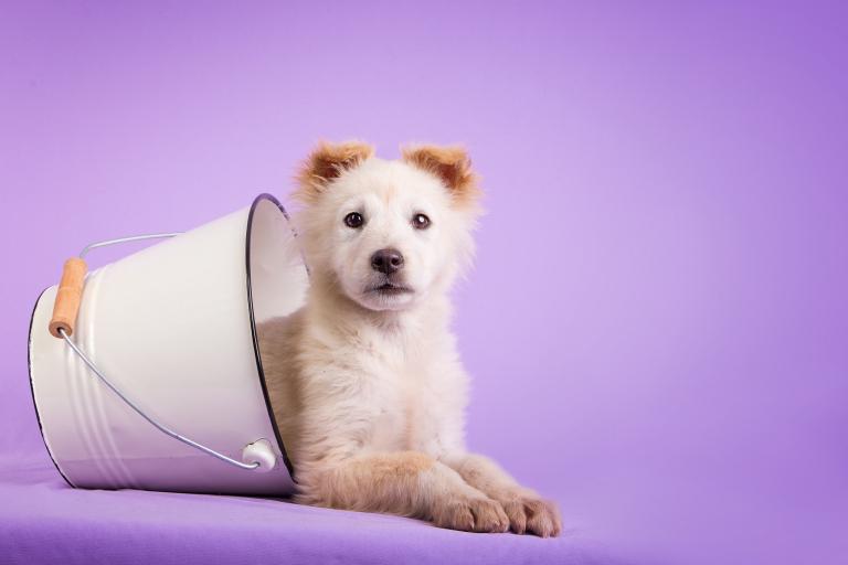 男属狗最佳配偶是属什么(寻找最佳星座配对)