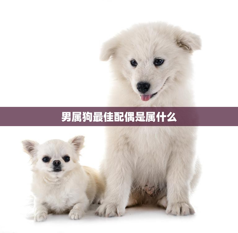 男属狗最佳配偶是属什么(寻找最佳星座配对)