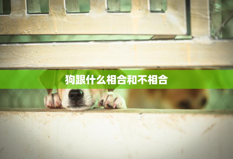狗跟什么相合和不相合(狗的性格和生活习惯决定了它们适合哪些人类伴侣)