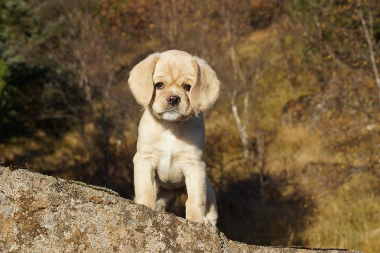 属狗的婚配哪个方向最好(如何选择最佳配偶)