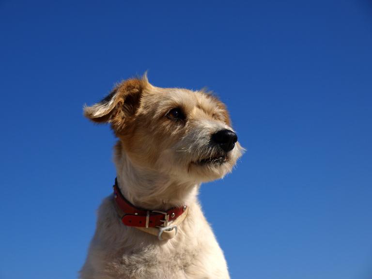 属狗的婚配哪个方向最好(如何选择最佳配偶)