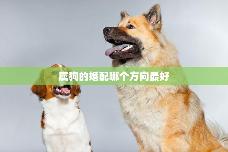 属狗的婚配哪个方向最好(如何选择最佳配偶)