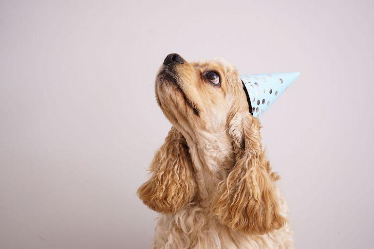 属狗30岁是什么年龄段(狗年出生的人步入人生的新阶段)