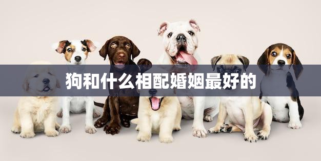 狗和什么相配婚姻最好的(最佳搭档人类)