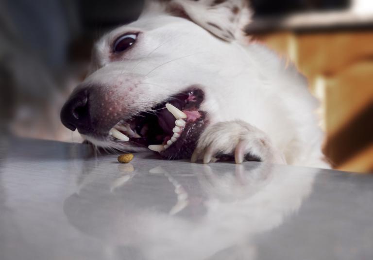 2023年属狗多少周岁(狗年迎新你的年龄是)