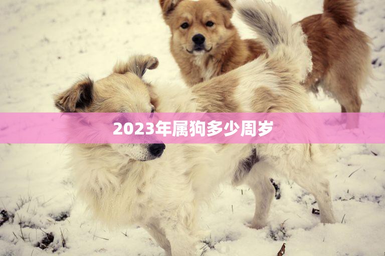 2023年属狗多少周岁(狗年迎新你的年龄是)
