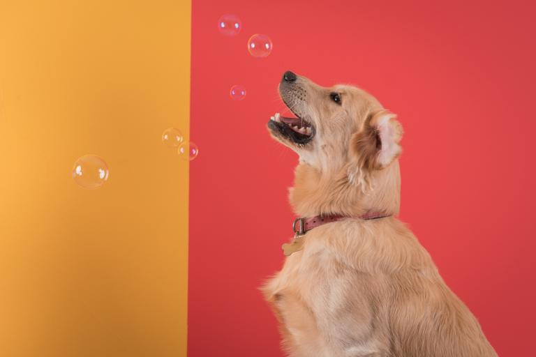 属狗1994年今年运势(狗年旺运财运亨通)