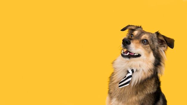 1982年属狗最佳贵人(解析谁是你的贵人)