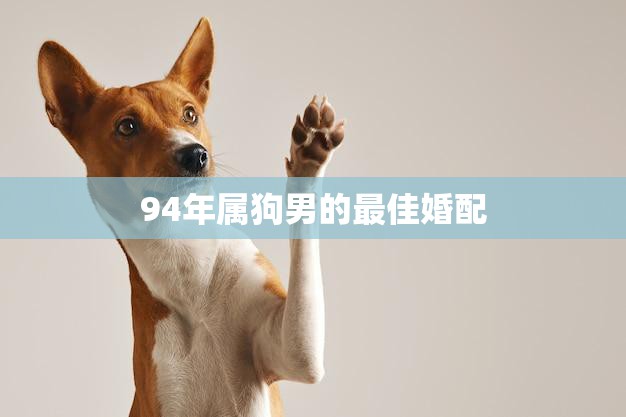 94年属狗男的最佳婚配(如何选择最适合的伴侣)