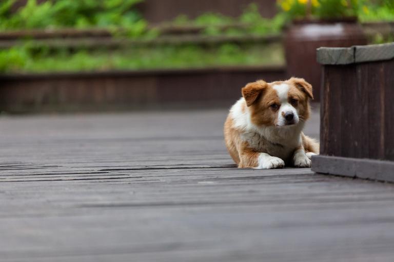 日柱丙戌2023年运势(狗年大展宏图财运亨通)